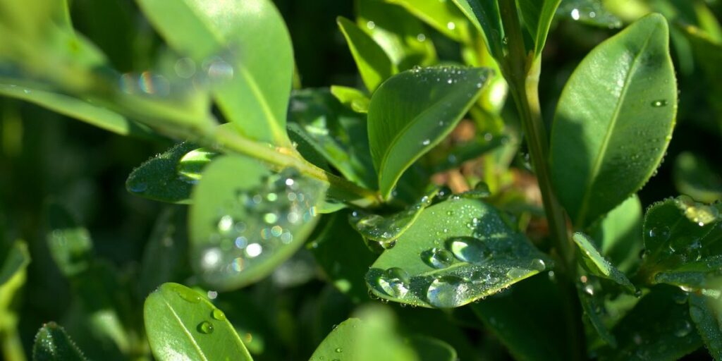 Wasserstoffperoxid und die Anwendung bei Pflanzen